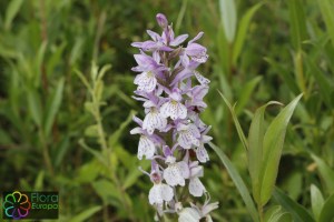 Dactylorhiza majalis subsp. juniales(3) (1200 x 800).jpg_product_product